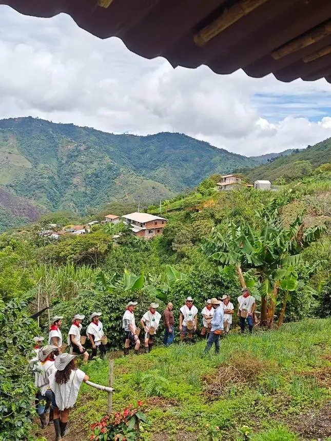 Visitantes caminando entre cafetales con montañas al fondo