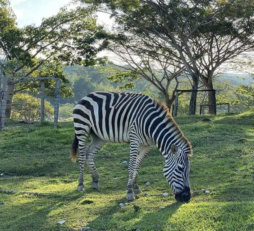 Cebra pastando en el parque temático Hacienda Nápoles