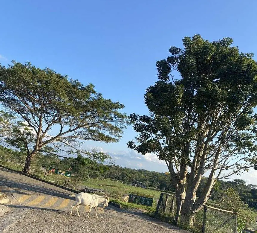 Árboles y animales en la zona de sabana de Hacienda Nápoles